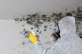 Best Black Mold Removal  in Sackets Harbor, NY